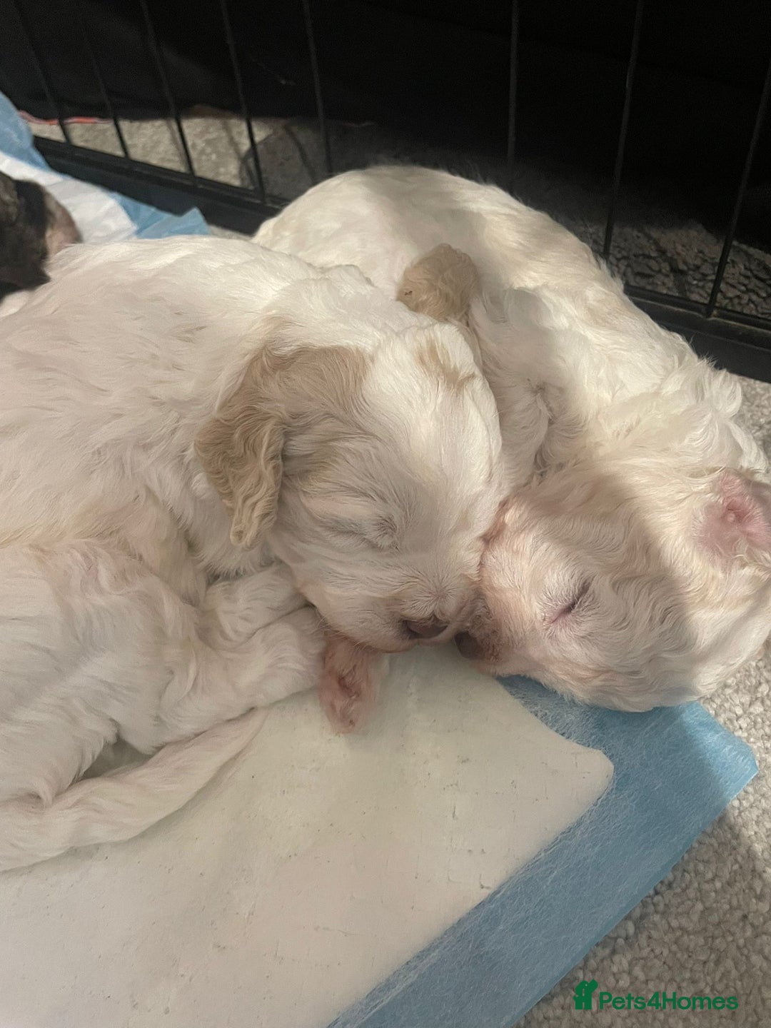 Cockapoo dogs for sale: 2 very happy boys avalible  - Image 7