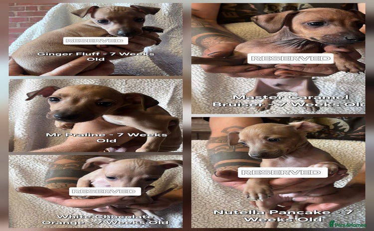 Italian Greyhound dogs - Advert 1