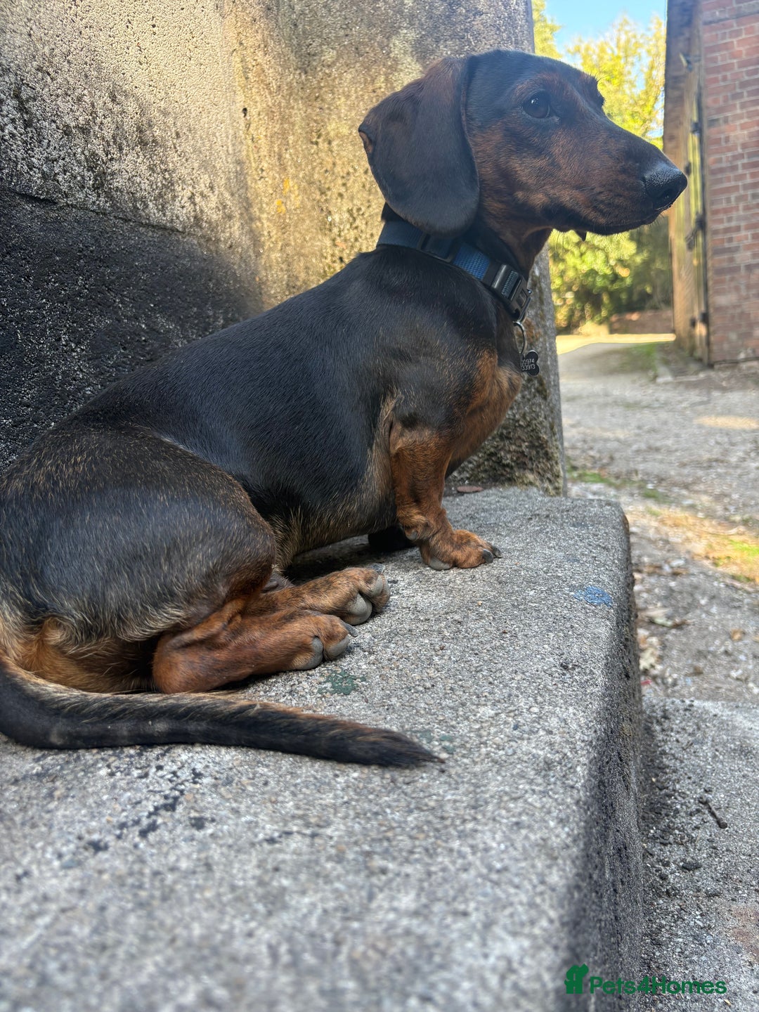 Dachshund dogs for stud: STUD - smooth haired brindle (black+tan) dachshund - Advert 7