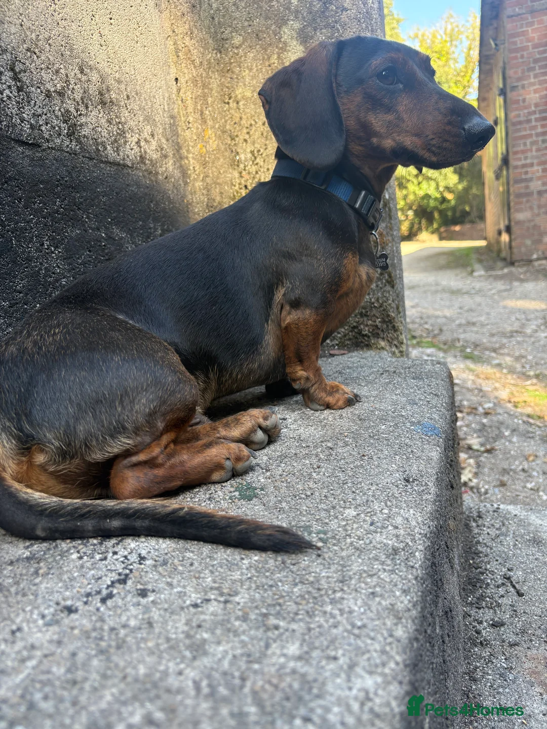 Dachshund dogs for stud: STUD - smooth haired brindle (black+tan) dachshund - Advert 7