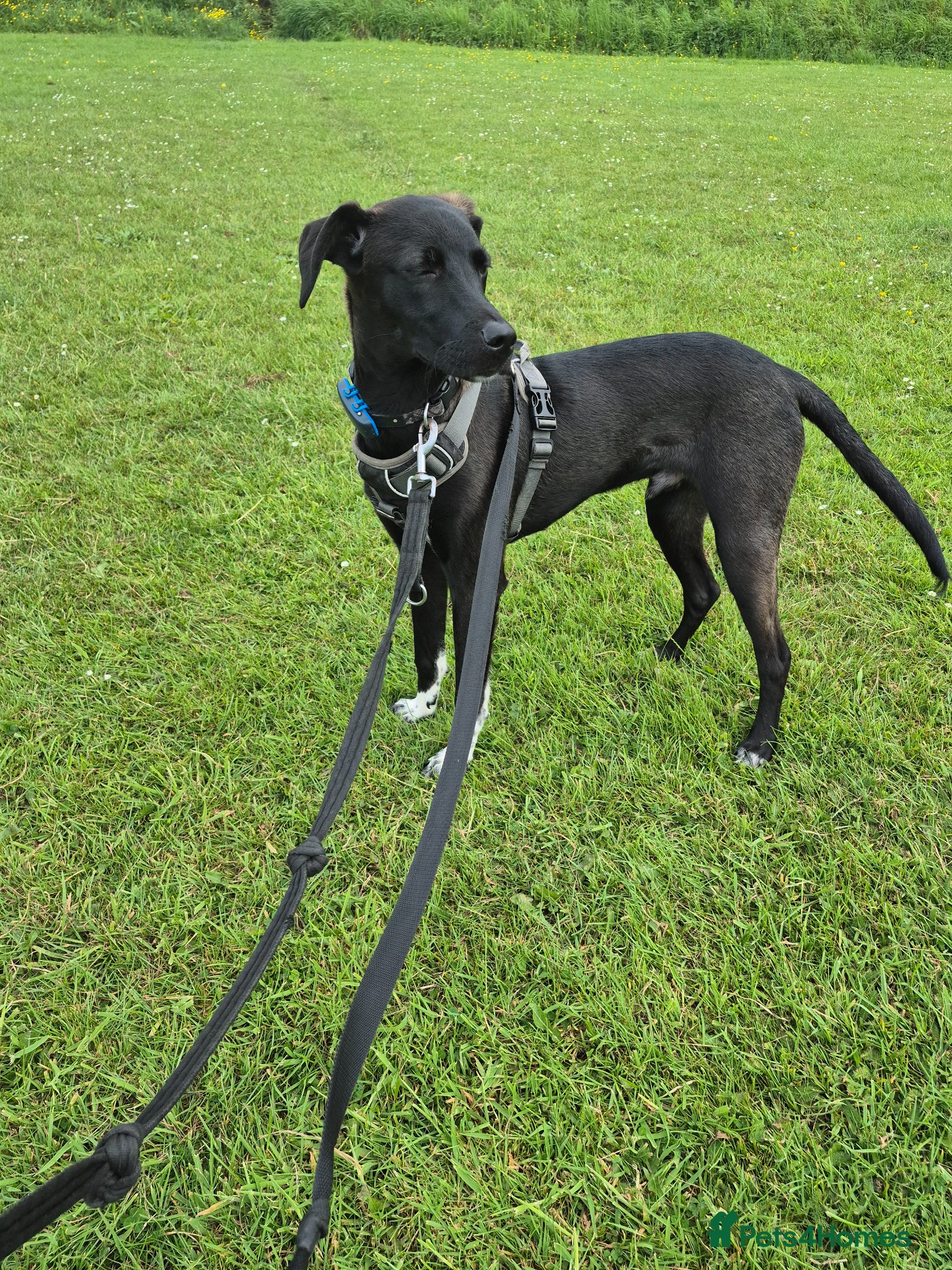 Mixed Breed dogs LEBBY - Advert 1