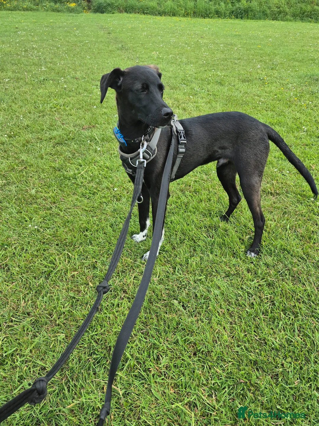 Mixed Breed dogs for adoption: LEBBY - Advert 1