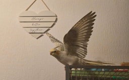 Cockatiels birds for sale: Sociable young Pearl Cockateil - Image 5