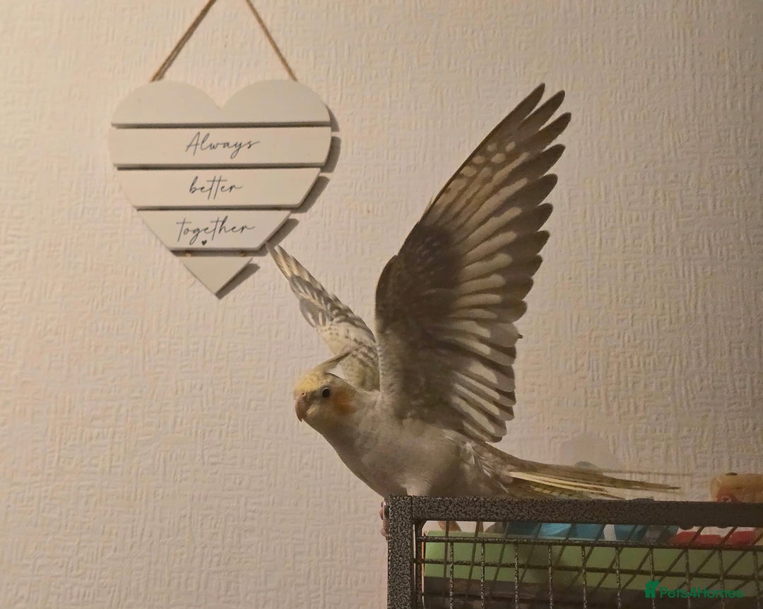 Cockatiels birds for sale: Sociable young Pearl Cockateil - Image 5