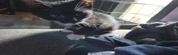 Mixed Breed cats for sale: 5 gorgeous Nebelung X British Tuxedo Shorthairs - Advert 13