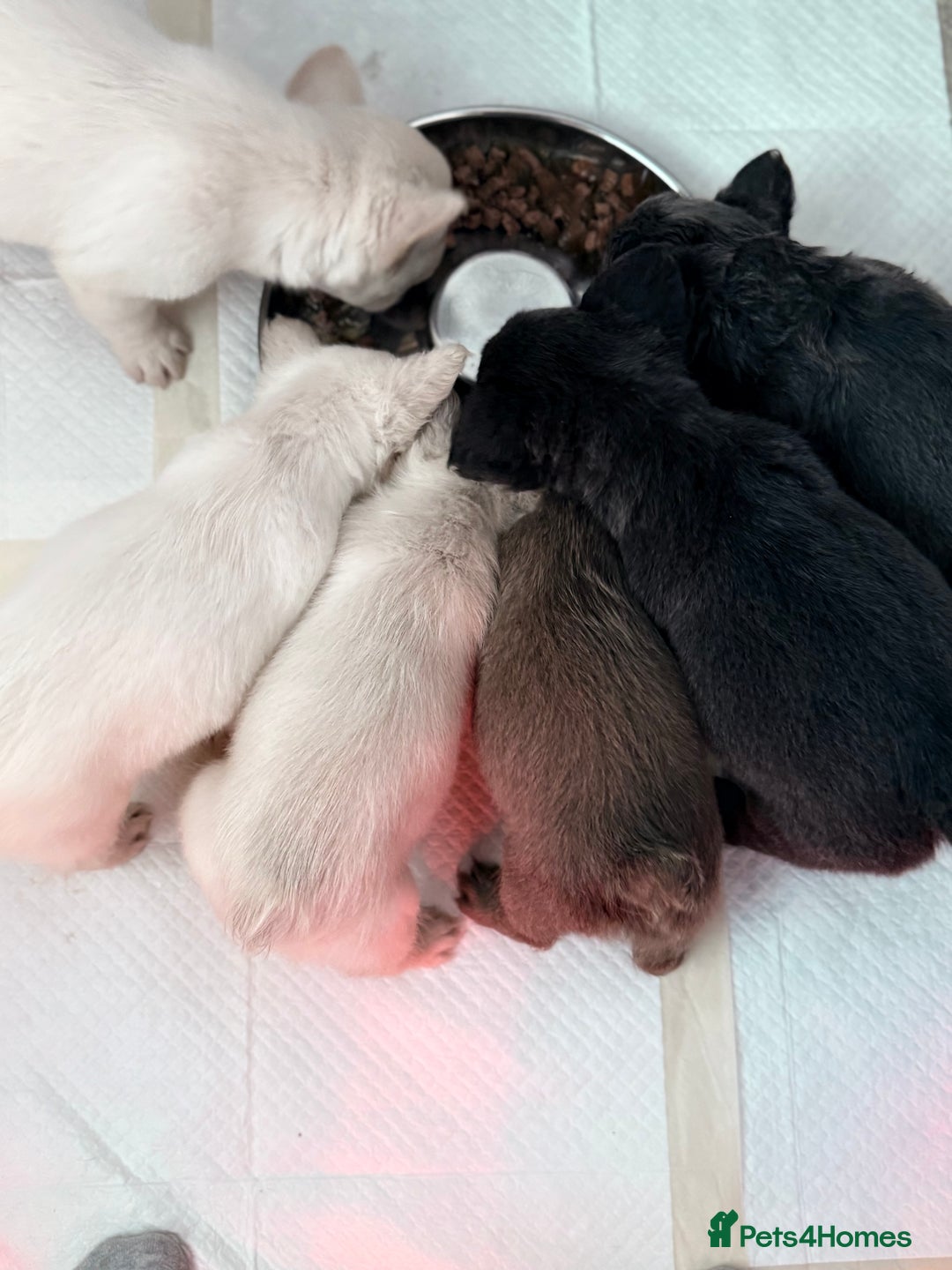 French Bulldog dogs for sale: FLUFFY FRENCH BULLDOGS  - Image 27