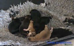 Miniature Poodle dogs for stud: KC phantom miniature poodle stud health tested in Thetford - Image 31