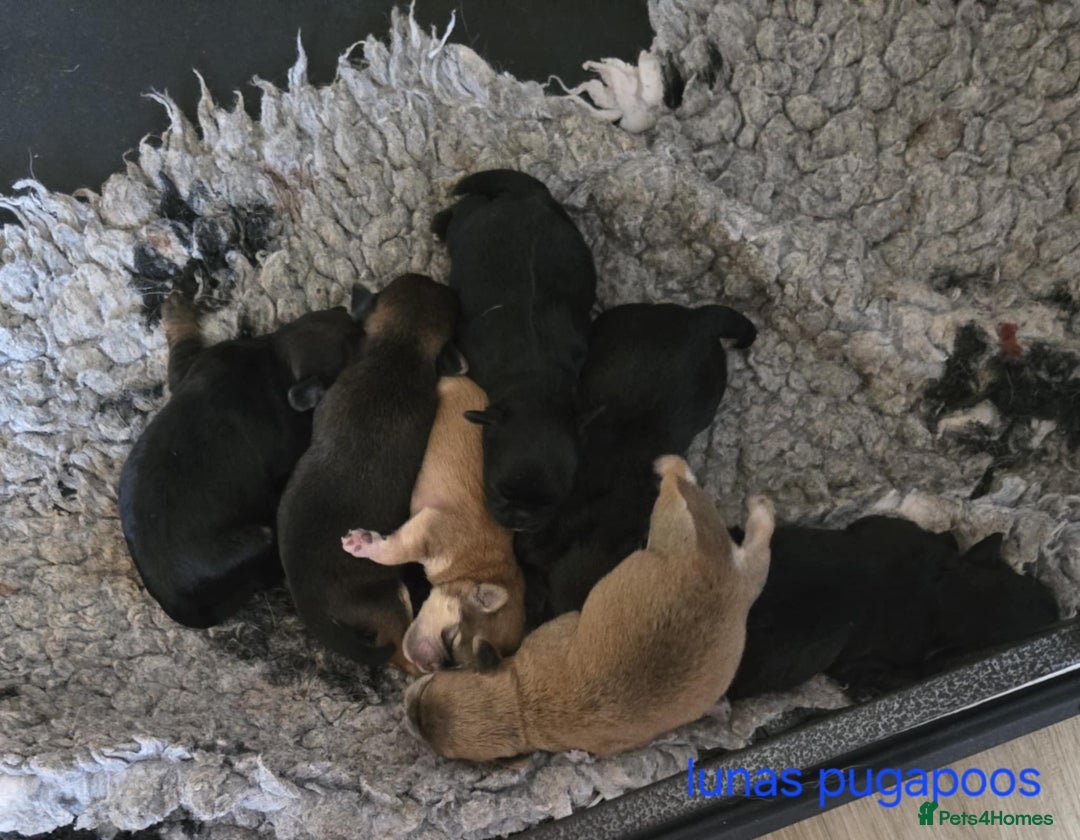Miniature Poodle dogs for stud: KC phantom miniature poodle stud health tested in Thetford - Image 31