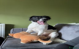 Mixed Breed dogs for sale: Large Female dog - Image 6