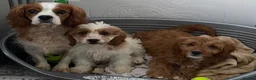 Cavapoo dogs for sale: ADORABLE CAVAPOO PUPPIES  - Advert 18