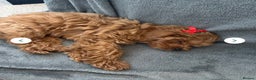 Cavapoo dogs for sale: Cavapoo girl looking for her forever home  - Advert 6