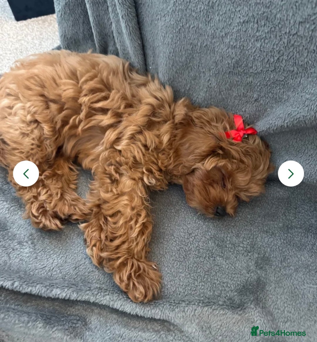 Cavapoo dogs for sale: Cavapoo girl looking for her forever home  - Advert 6
