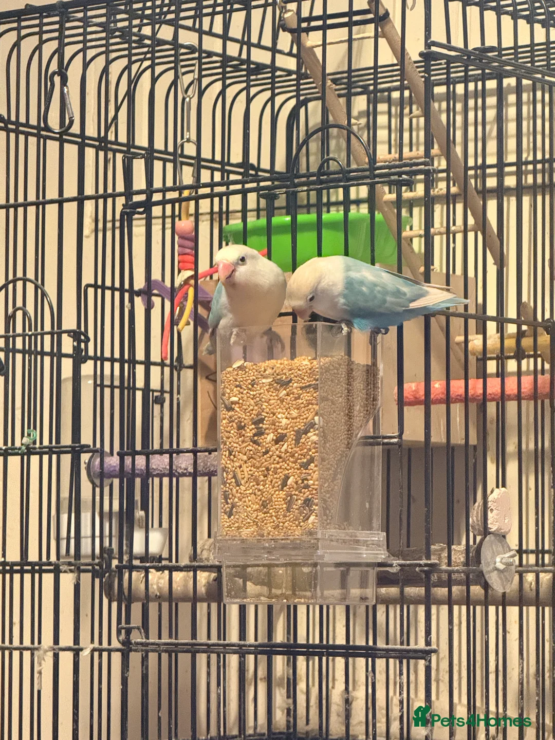 Lovebirds birds for sale: 2 love birds for selling only both not separated v - Advert 4