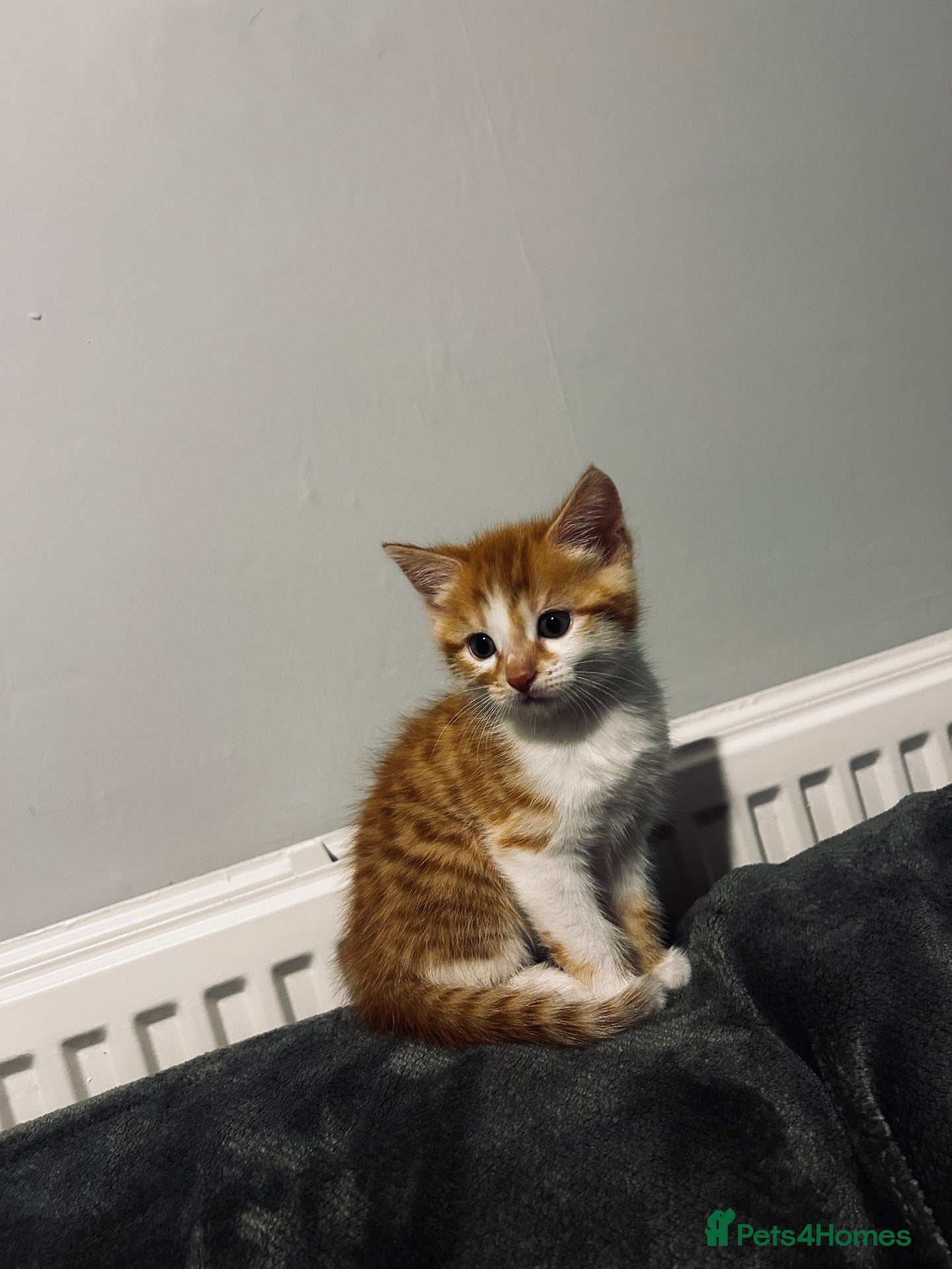 Mixed Breed cats Beatiful 2 male kittens for sale  - Advert 1