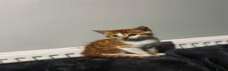 Mixed Breed cats for sale: Beatiful 2 male kittens for sale  in Liverpool - Advert 1