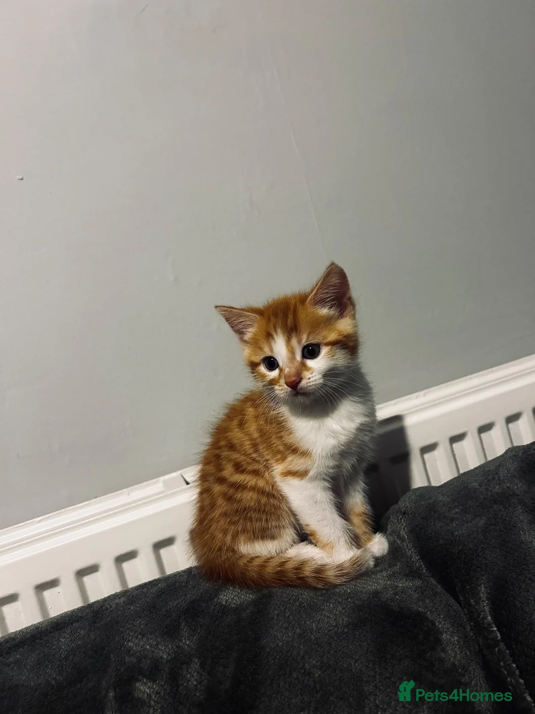 Mixed Breed cats for sale: Beatiful 2 male kittens for sale  in Liverpool - Advert 1