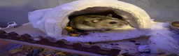 Hamster rodents for sale: Hamster and cage for sale  - Advert 3