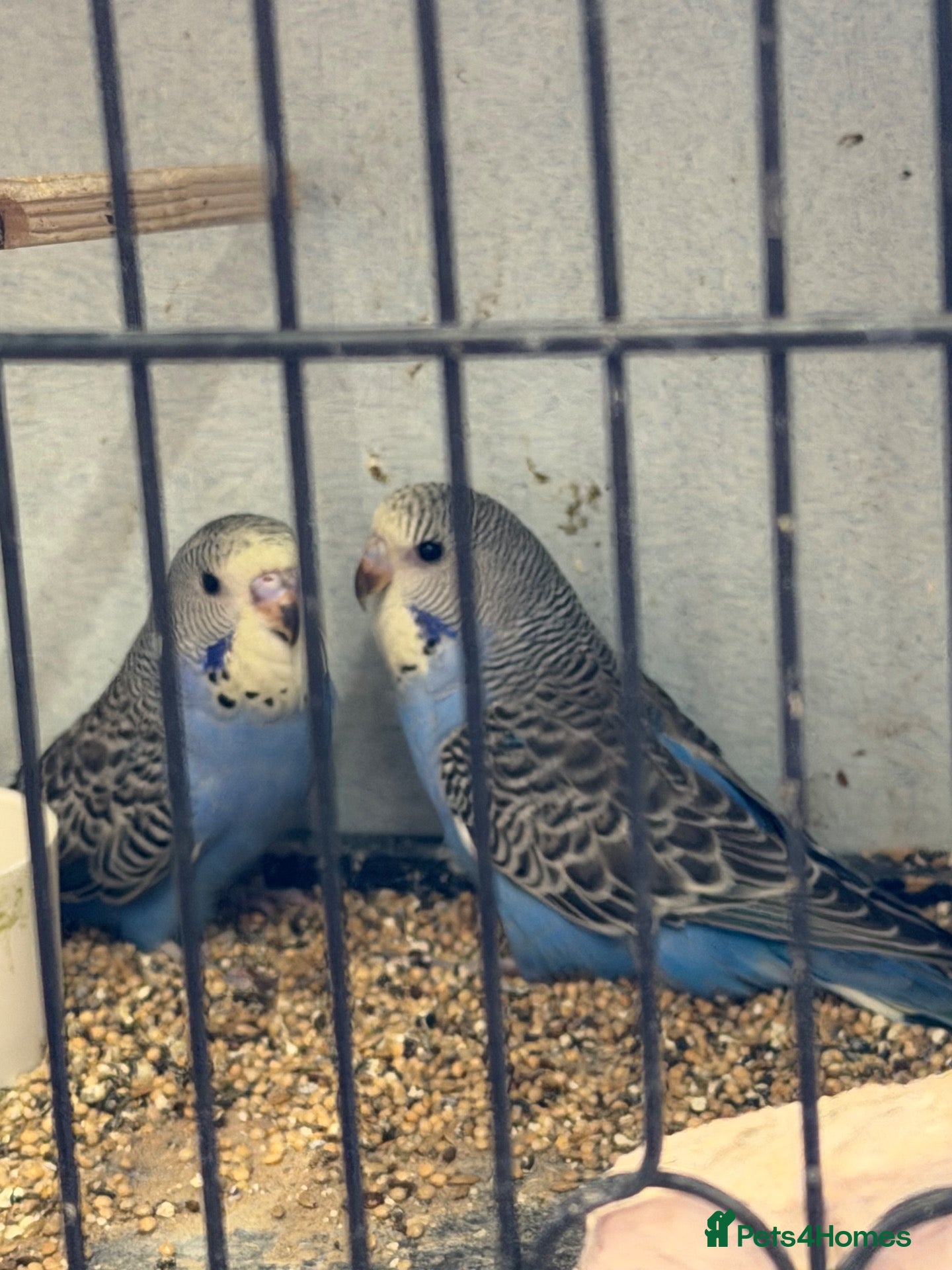 Budgerigars birds Baby budgies  - Advert 1