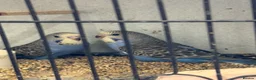 Budgerigars birds for sale: Baby budgies  - Advert 1