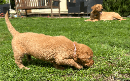 Labradoodle dogs for sale: Gorgeous F1b Labradoodle Puppies for loving homes. - Image 13