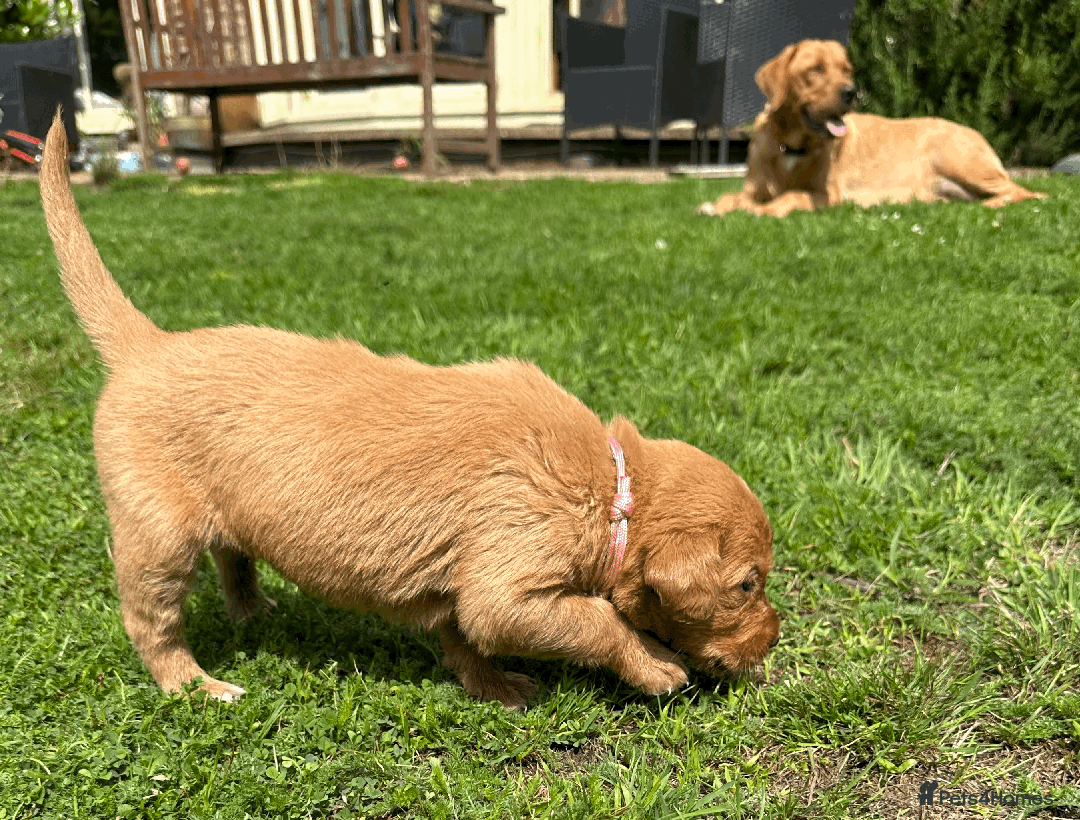 Labradoodle dogs for sale: Gorgeous F1b Labradoodle Puppies for loving homes. - Image 13