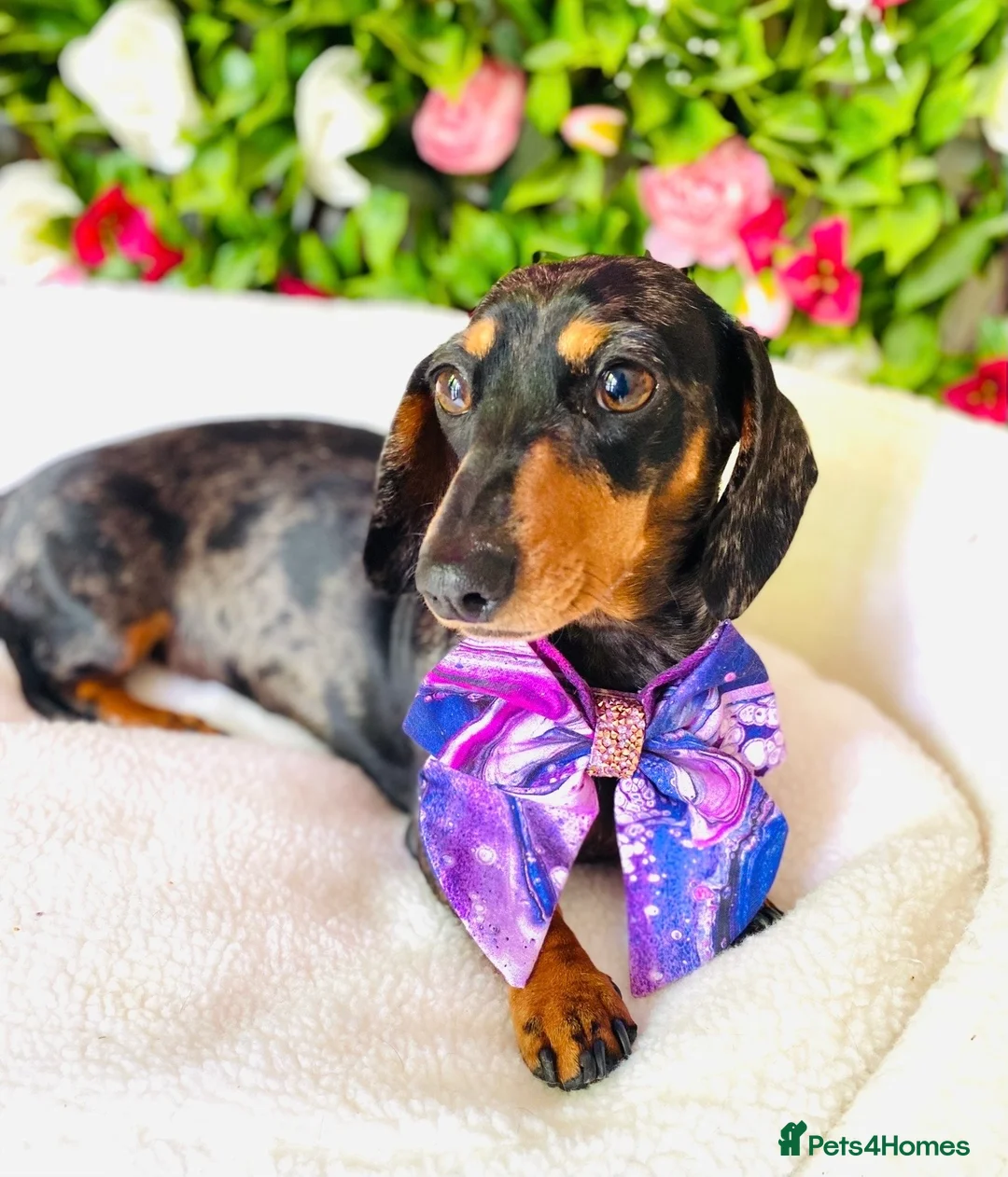 Miniature Dachshund dogs for sale: True Miniatures 5 star Breeder ⭐️⭐️⭐️⭐️⭐️ - Advert 2