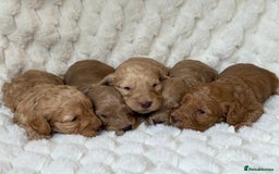 Cockapoo dogs for sale: ⭐️cockerpoo puppies⭐️ - Image 6