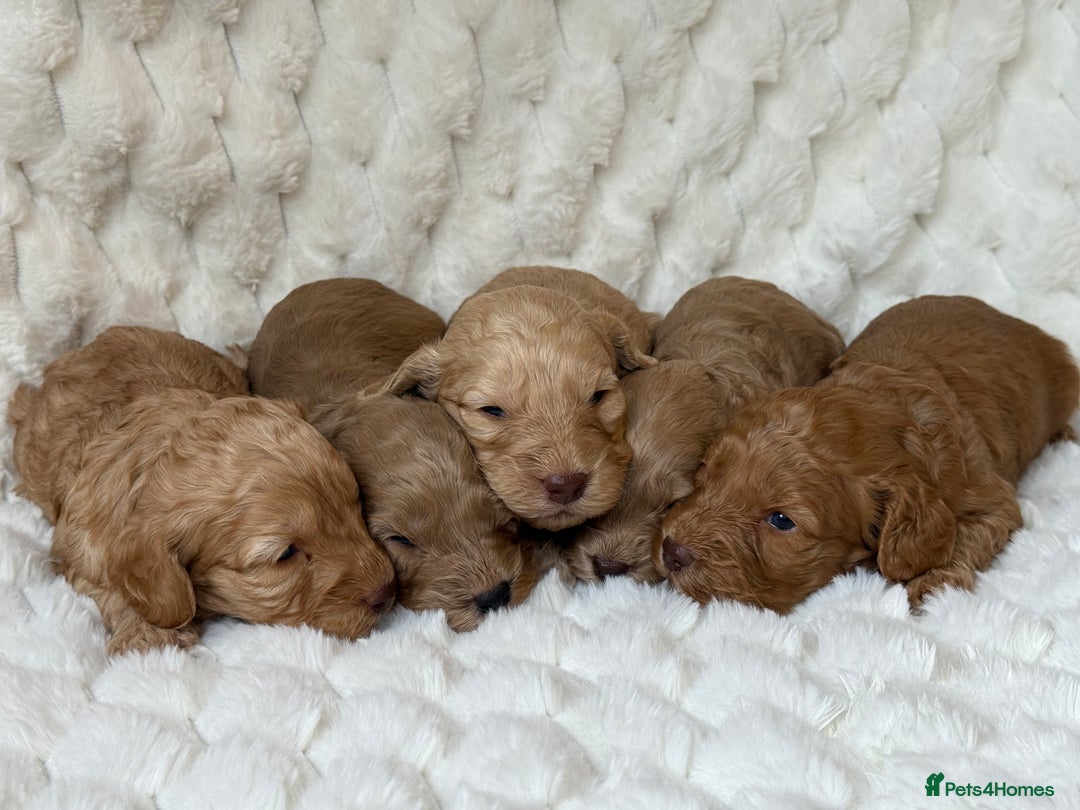 Cockapoo dogs for sale: ⭐️cockerpoo puppies⭐️ - Image 6