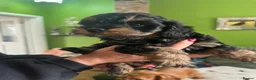 Doxiepoo dogs for sale: Doxiepoo puppies  in Stockport - Advert 6