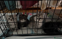 Scottish Fold cats for sale: 5 beautiful Scottish fold kittens  - Advert 15