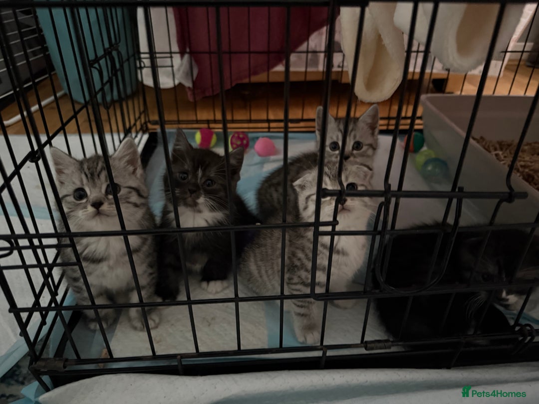 Scottish Fold cats for sale: 5 beautiful Scottish fold kittens  - Advert 15