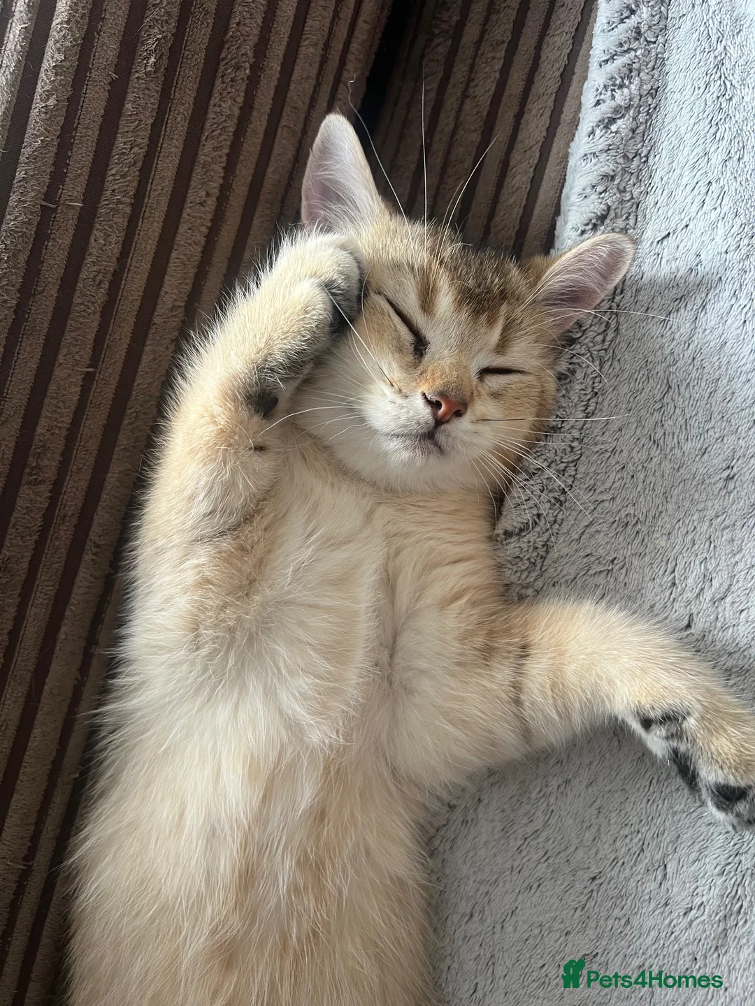 British Shorthair cats for sale: One golden British shorthair for sale. - Advert 2