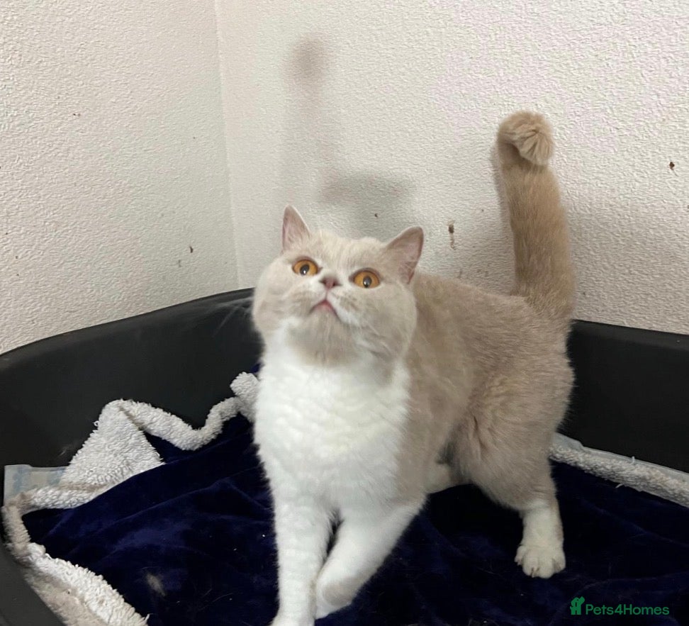 British Shorthair cats Beautiful British Shorthair  - Advert 2