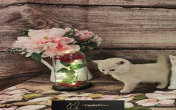 British Shorthair cats for sale: GCCF Registered chunky British Shorthair Kittens - Image 5