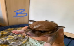 Staffordshire Bull Terrier dogs for sale: Staffordshire Bull Terrier puppies  - Image 3