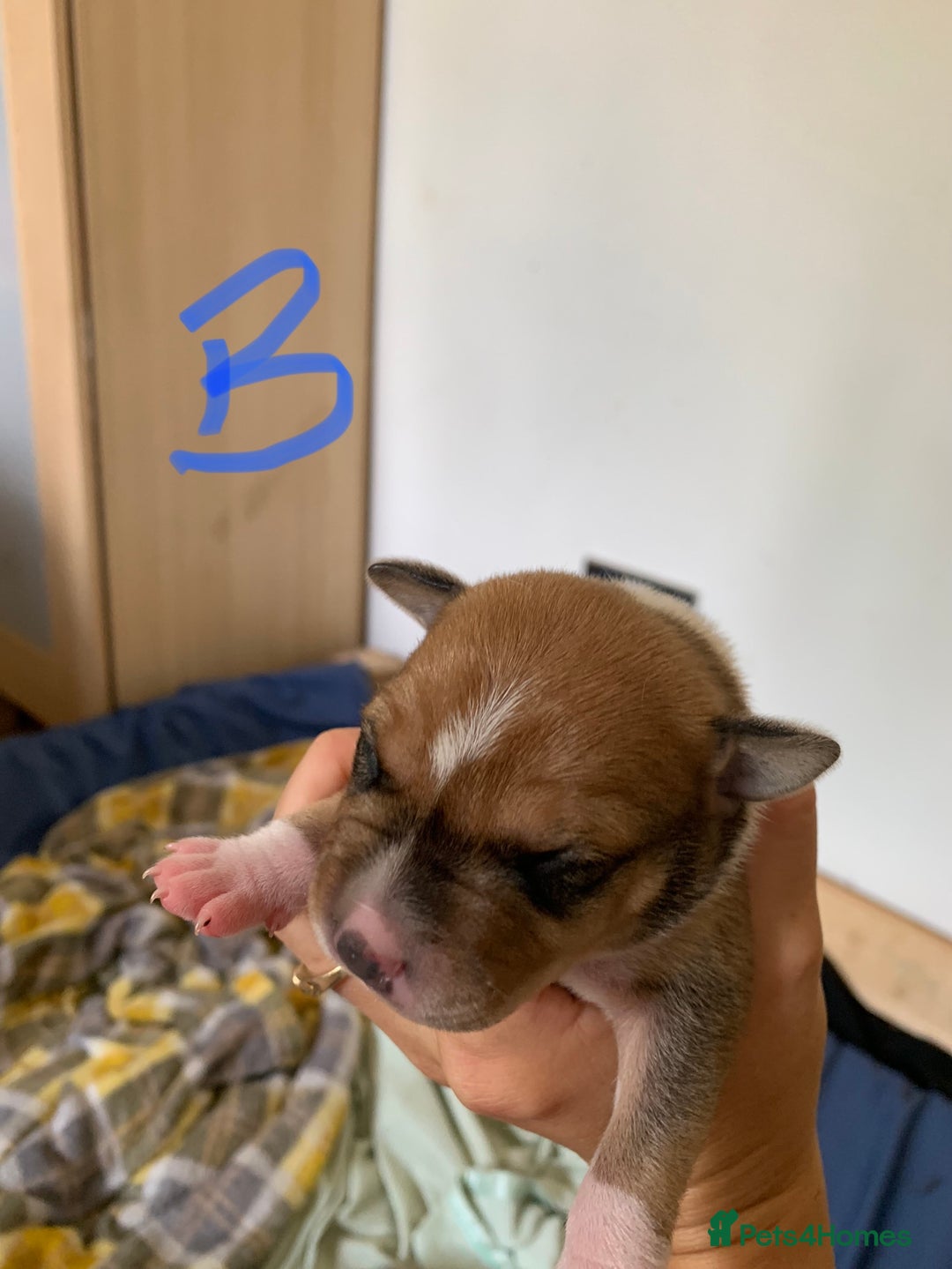 Staffordshire Bull Terrier dogs for sale: Staffordshire Bull Terrier puppies  - Image 3