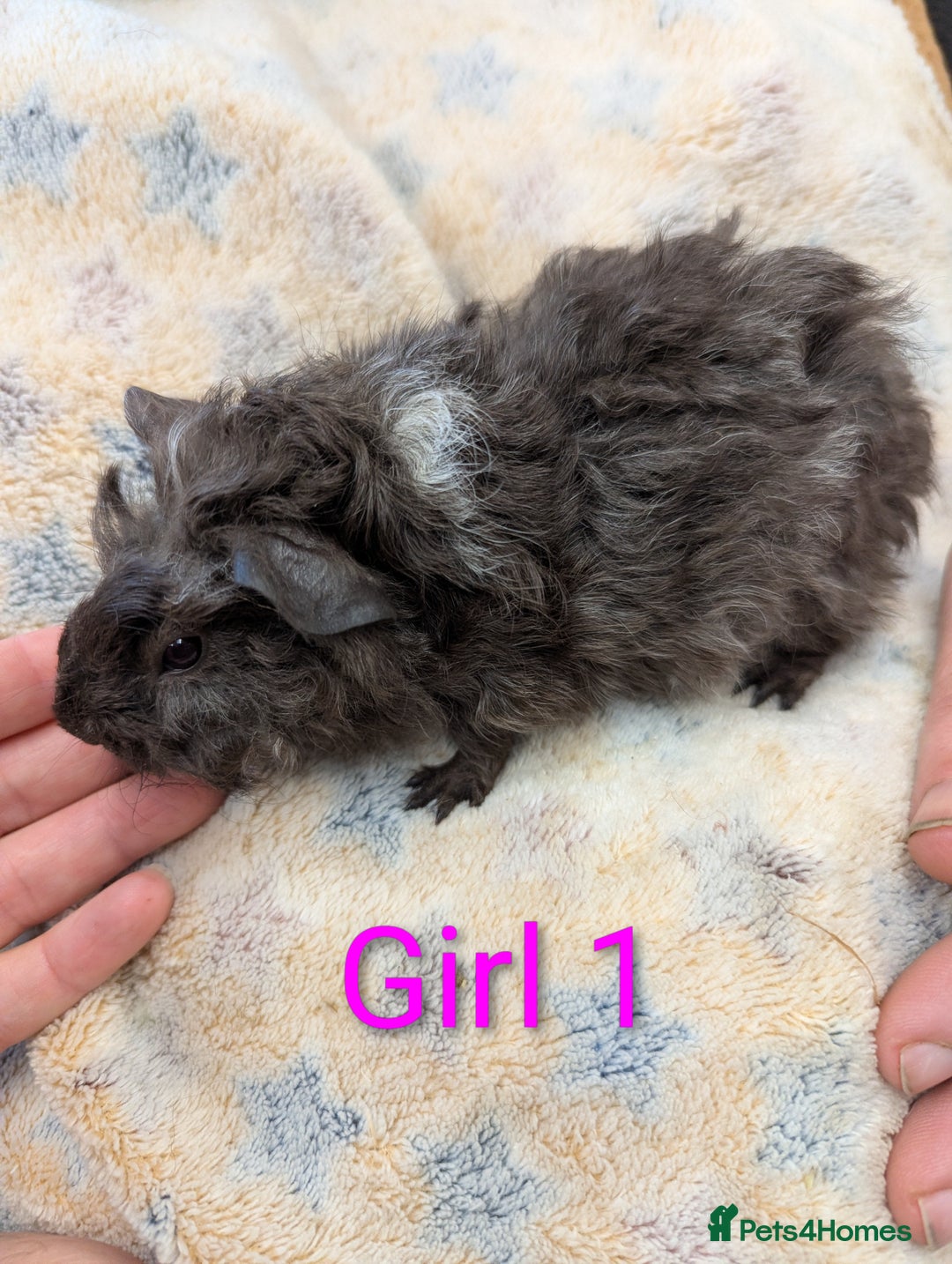 Guinea Pig rodents for sale: Guinea pigs babies & adults. Lunkarya cross breed - Advert 3