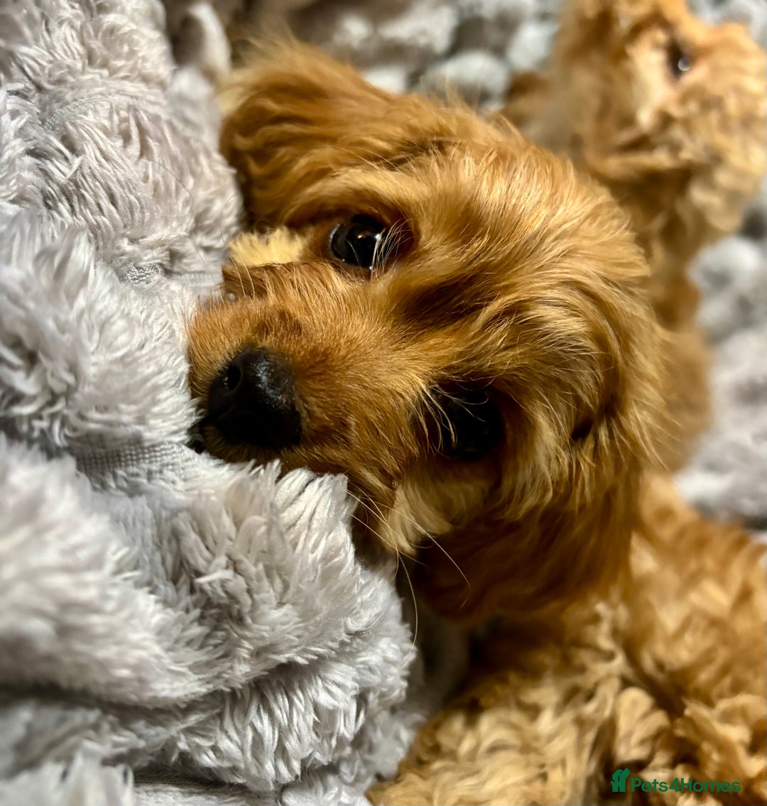 Cavapoo dogs for sale: Gorgeous F1 Cavapoo pups, health tested🐾 - Advert 2