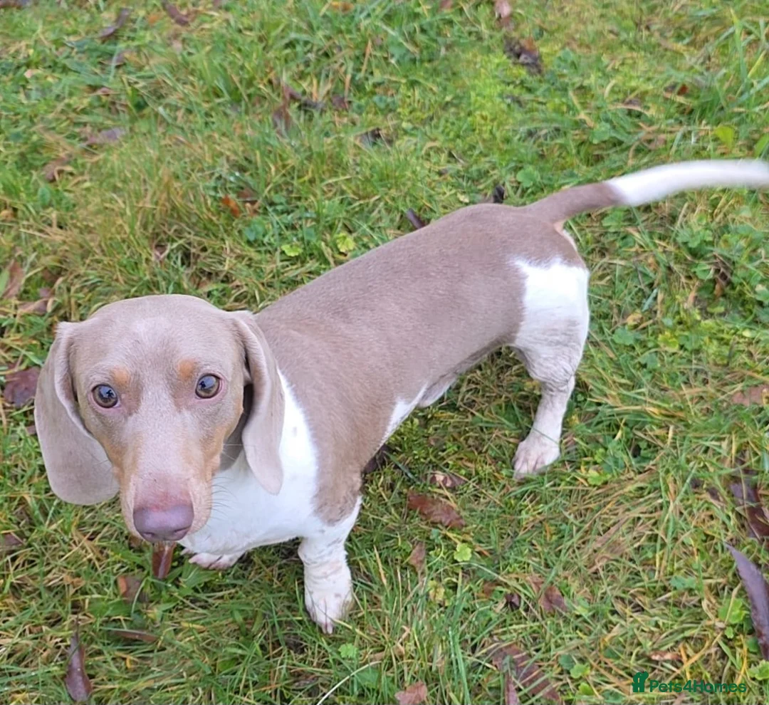Miniature Dachshund dogs for stud: Isabella & Tan Piebald Miniature Dachshund STUD in Newport - Advert 2