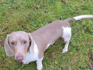 Miniature Dachshund dogs Isabella & Tan Piebald Miniature Dachshund STUD - Advert 1