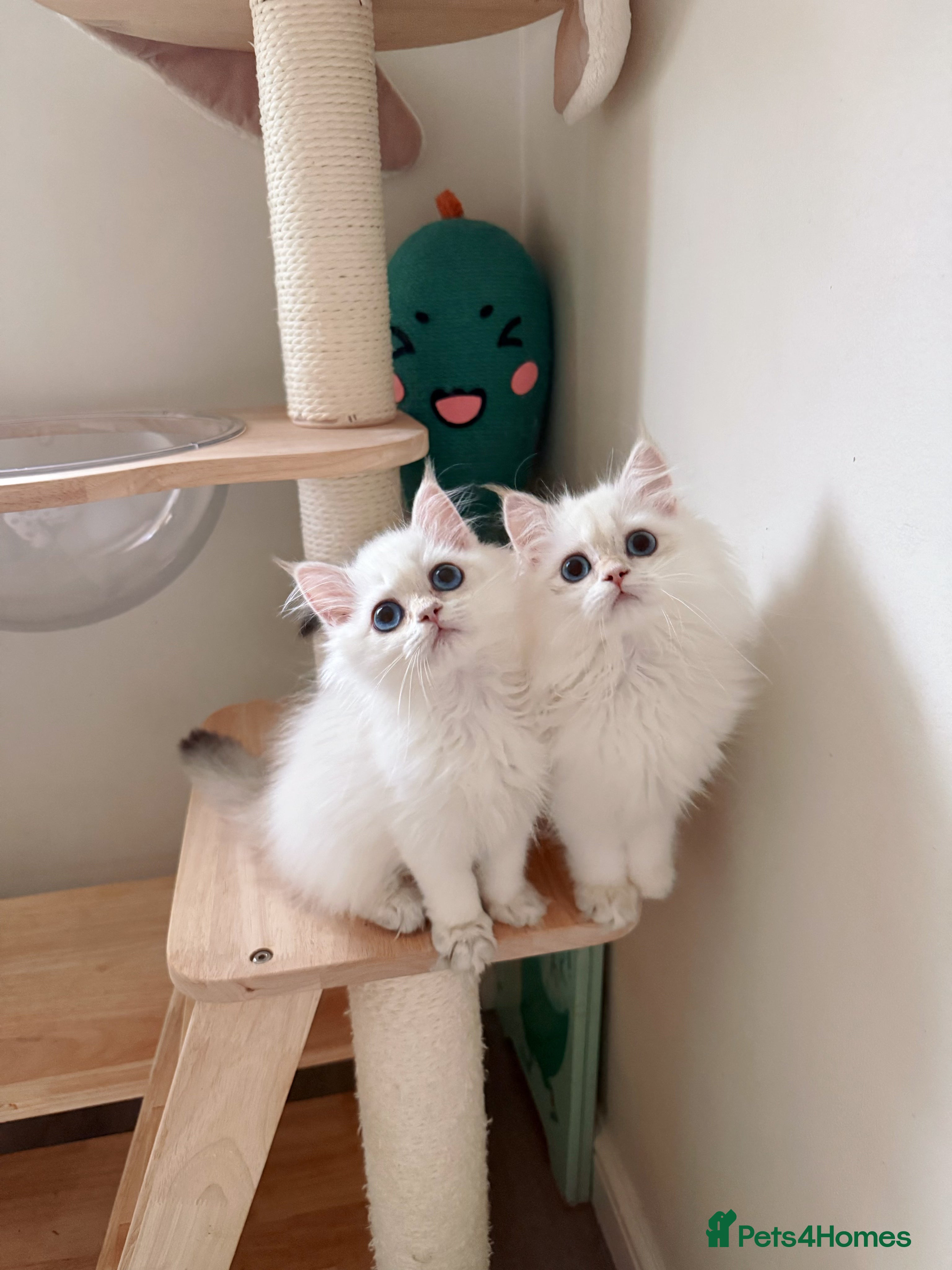 British Longhair cats Stunning Golden British Longhair Kittens - Advert 1