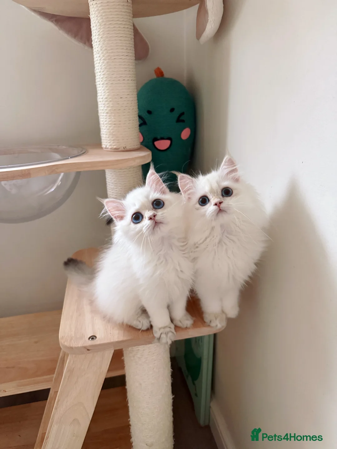 British Longhair cats for sale: Stunning Golden British Longhair Kittens - Advert 1