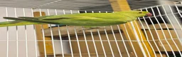 Ringnecks birds for sale: Blue ringneck and alexandrine  baby’s  - Advert 2