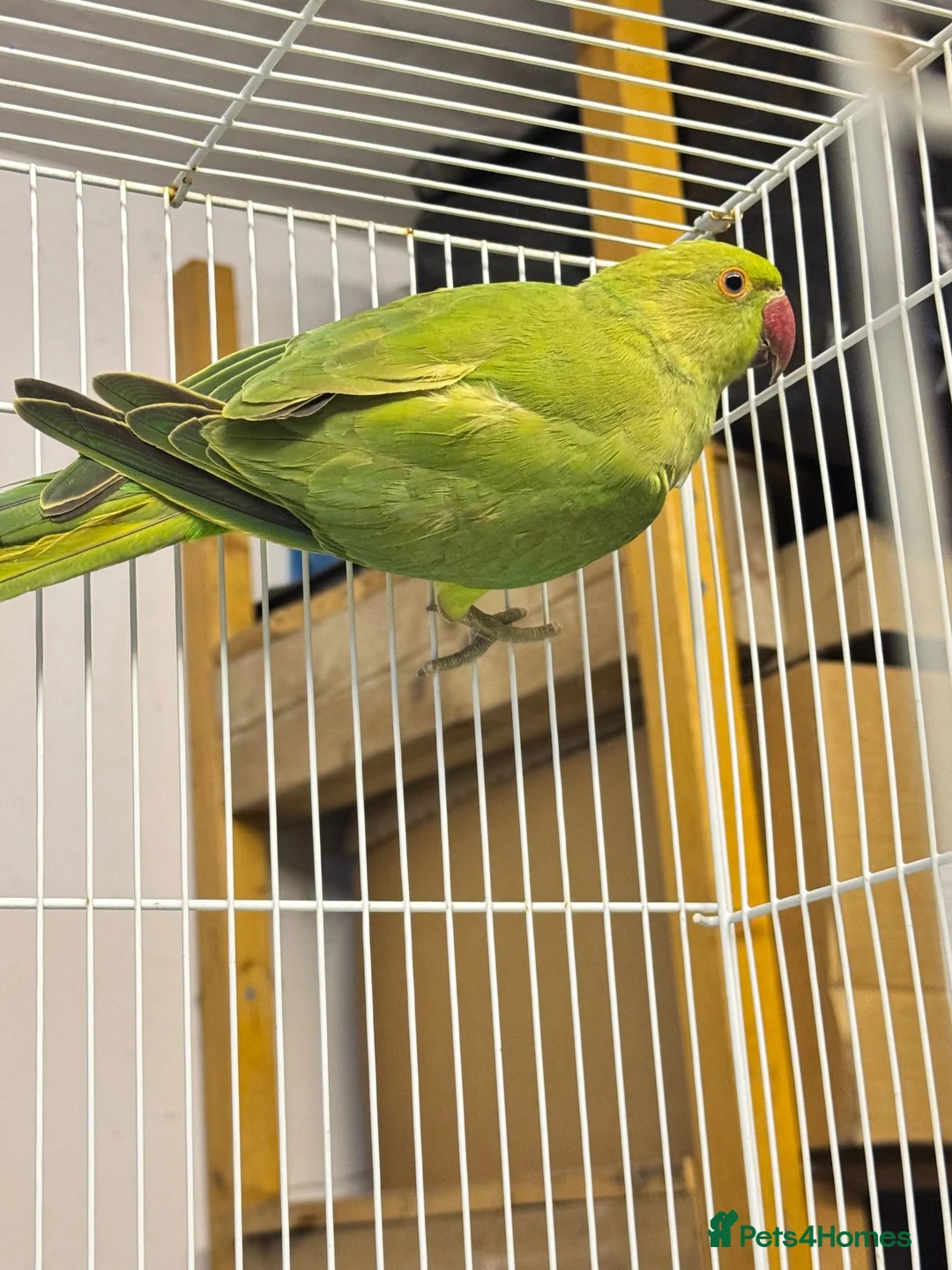 Ringnecks birds for sale: Blue ringneck and alexandrine  baby’s  - Advert 2