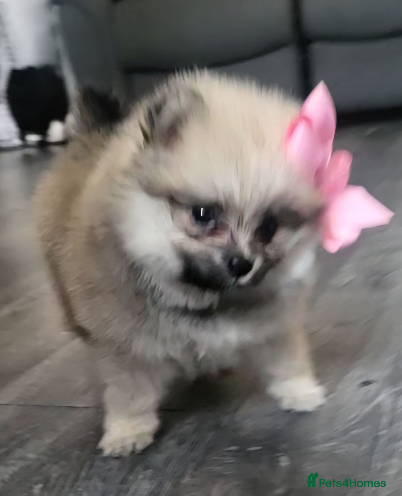 Pomeranian dogs Pomeranian mixed litter  - Advert 1