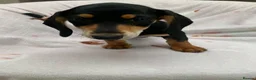 Dachshund dogs for sale: ****4 beautiful boys *** in Nottingham - Advert 10