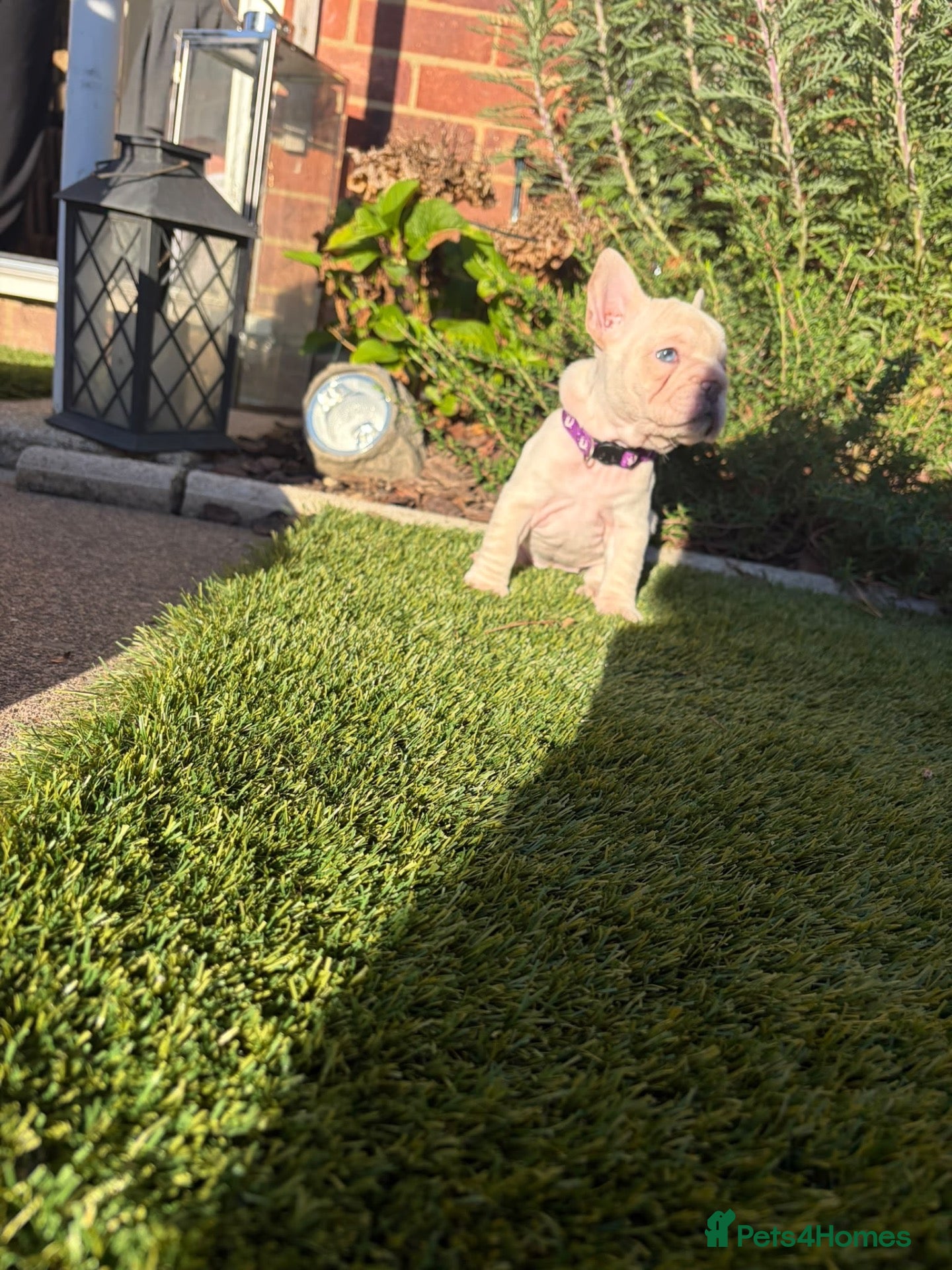 French Bulldog dogs BLUE EYED KC PLATINUM FRENCHIES  - Advert 1