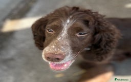 Cockapoo dogs for sale: Cockapoo Puppies - Advert 2