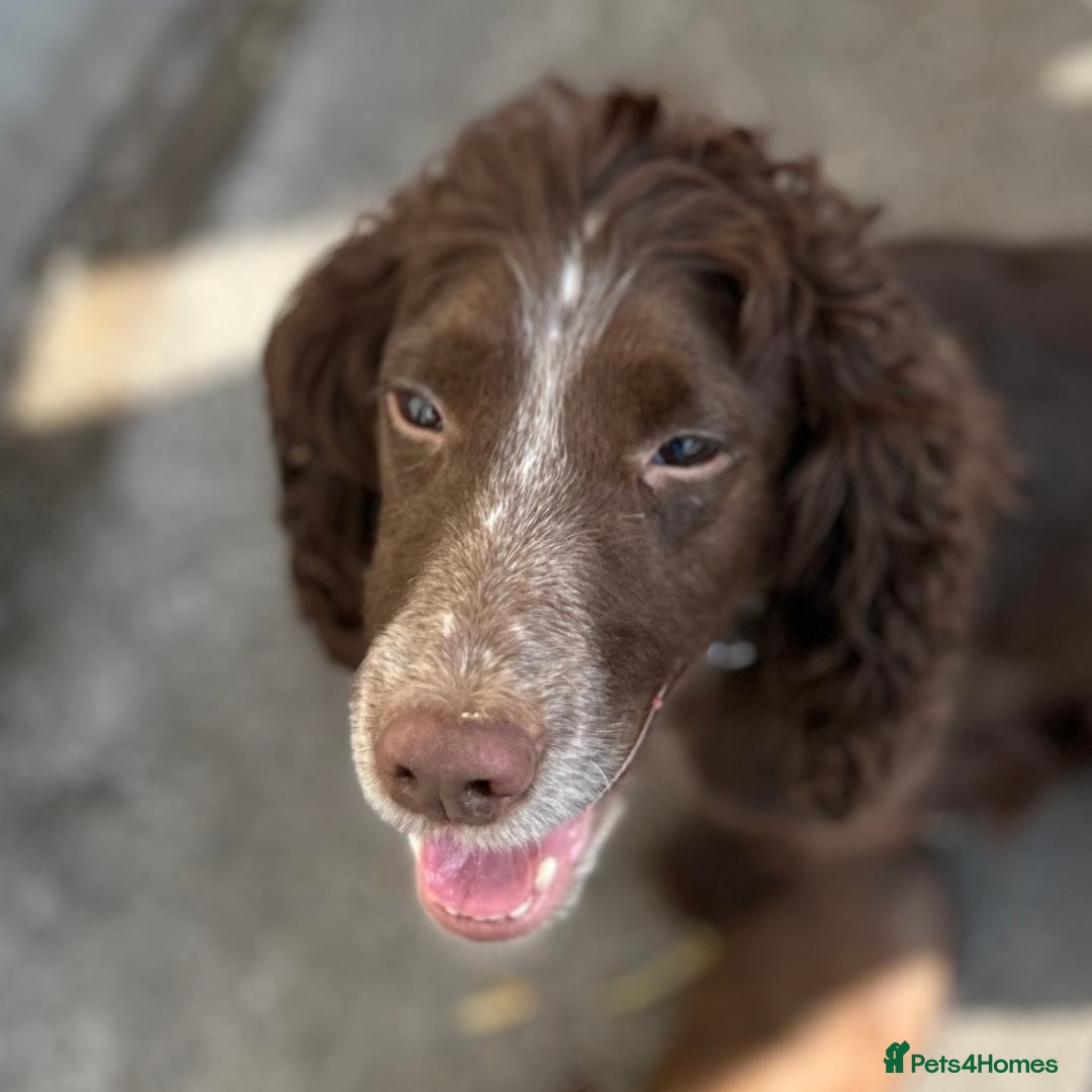 Cockapoo dogs for sale: Cockapoo Puppies - Advert 2