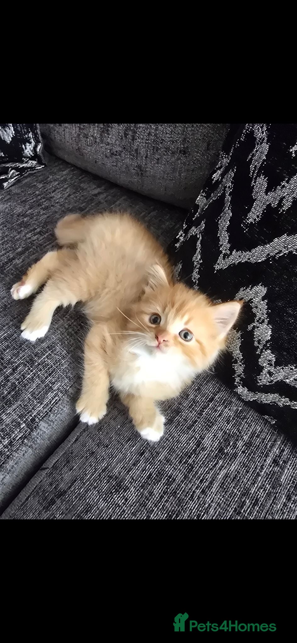 Mixed Breed cats 2 males left from litter of 5 - Advert 7